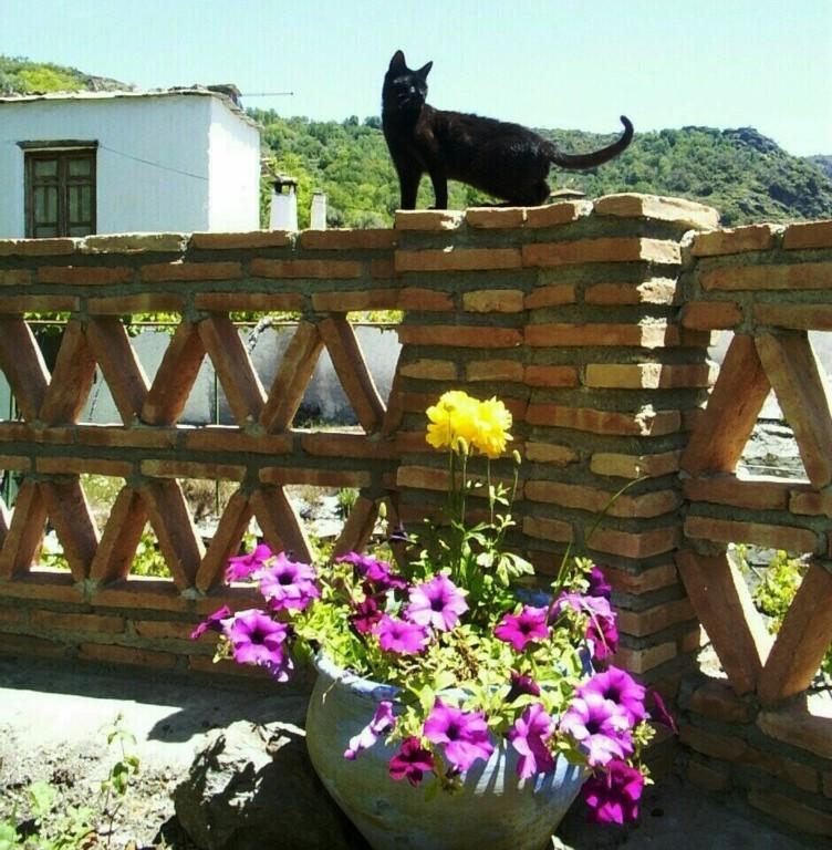Ferreirola Sierra Y Mar B&B 외부 사진